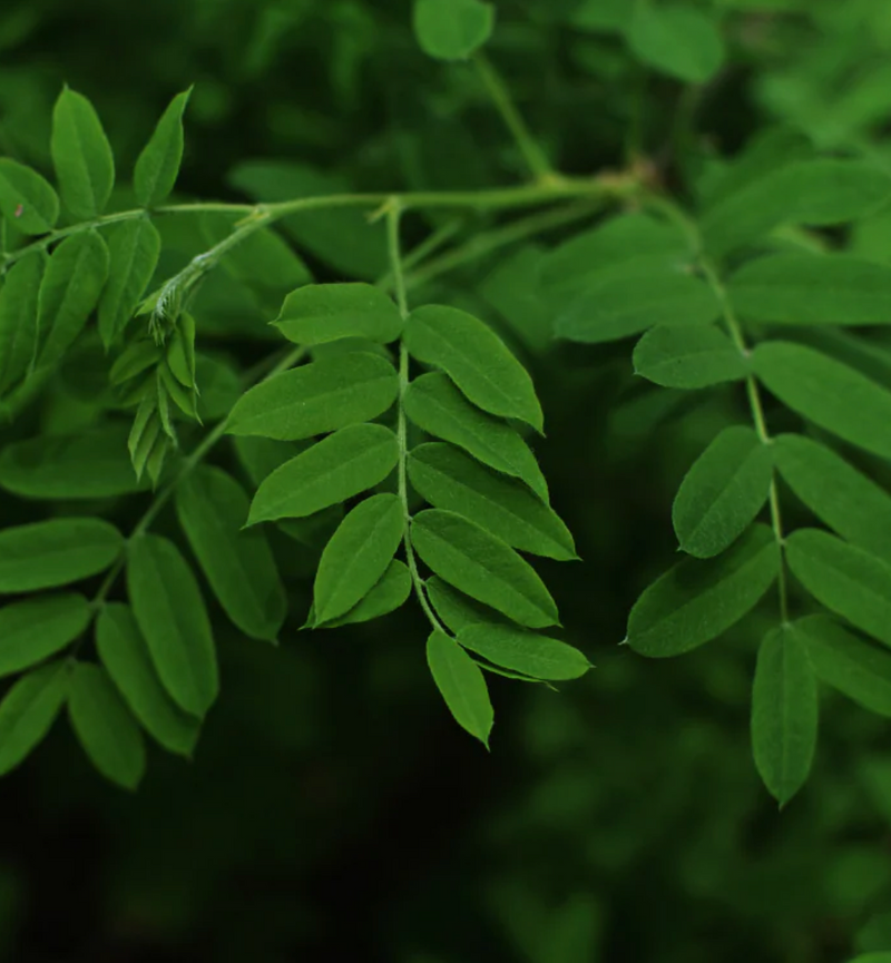 MORINGA