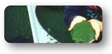 NIEBIESKO ZIELONA ALGA - TACHIONIZOWANA- SUPER FOOD NA MÓZG